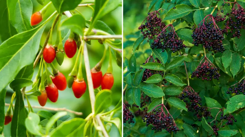 Las żywnościowy - Food forest - jagody goji i owoce bzu czarnego