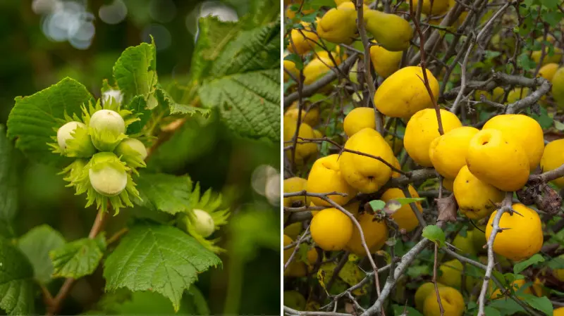 Las żywnościowy - Food forest - leszczyna i pigwowiec