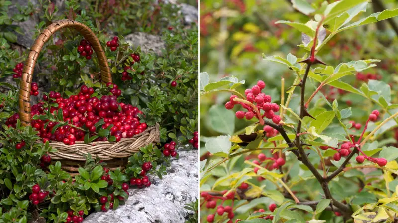 Las żywnościowy - Food forest - żurawina i pieprzowiec
