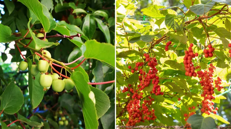 Las żywnościowy - Food forest - aktinidia i cytryniec