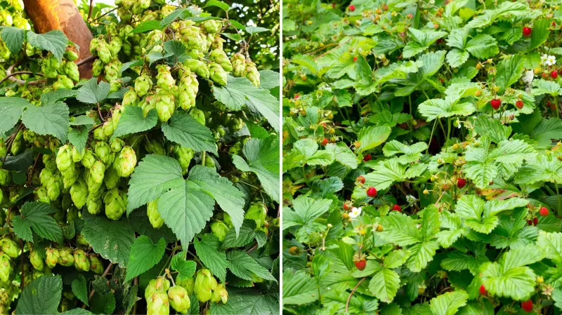 Las żywnościowy - Food forest - chmiel i poziomka