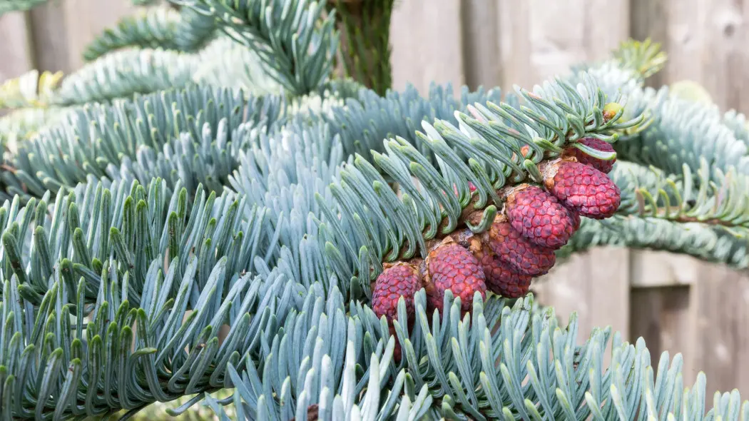Jodła szlachetna (Abies procera)