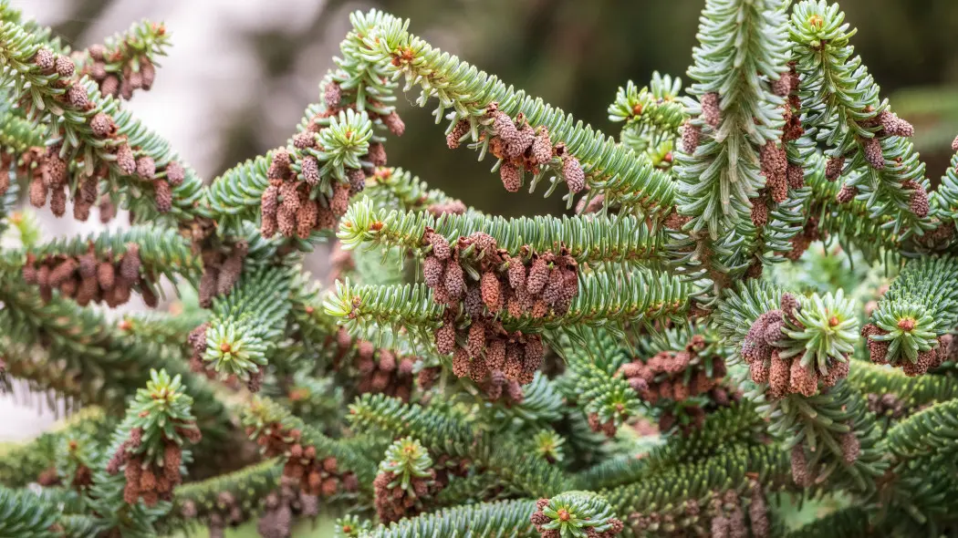 Jodła szlachetna (Abies procera)