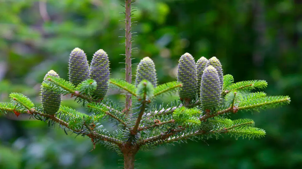 Jodła szlachetna (Abies procera)