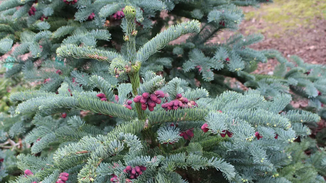 Jodła szlachetna (Abies procera)