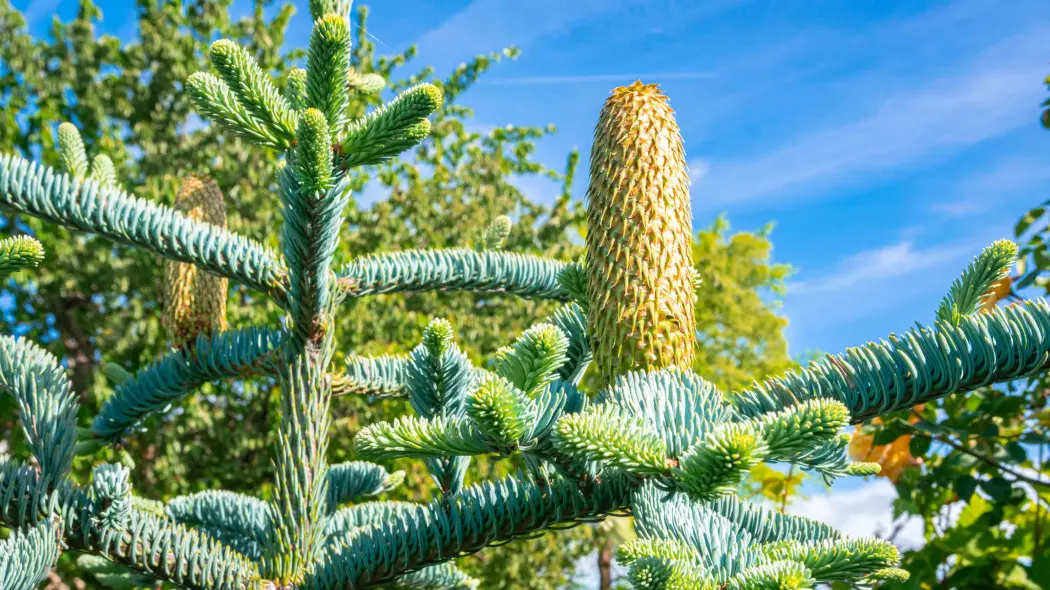 Jodła szlachetna (Abies procera)