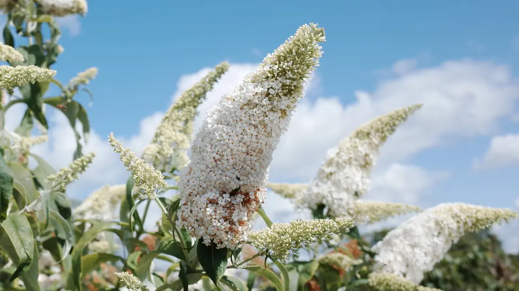Budleja Davida 'White Profusion'