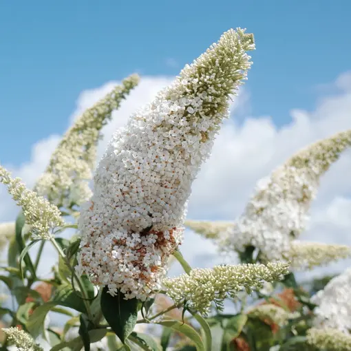 Budleja Davida 'White Profusion'