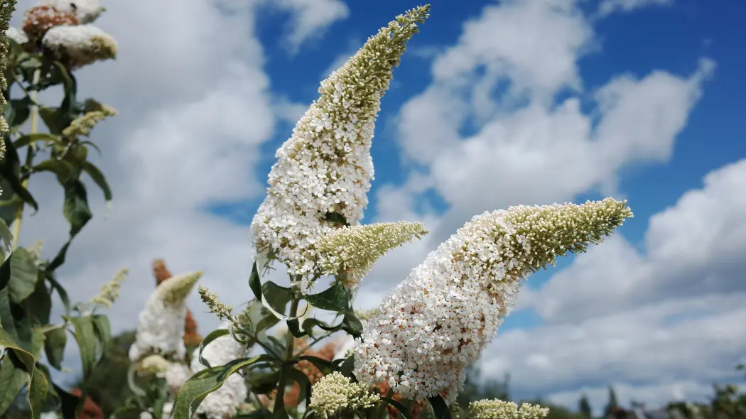 Budleja Davida 'White Profusion'