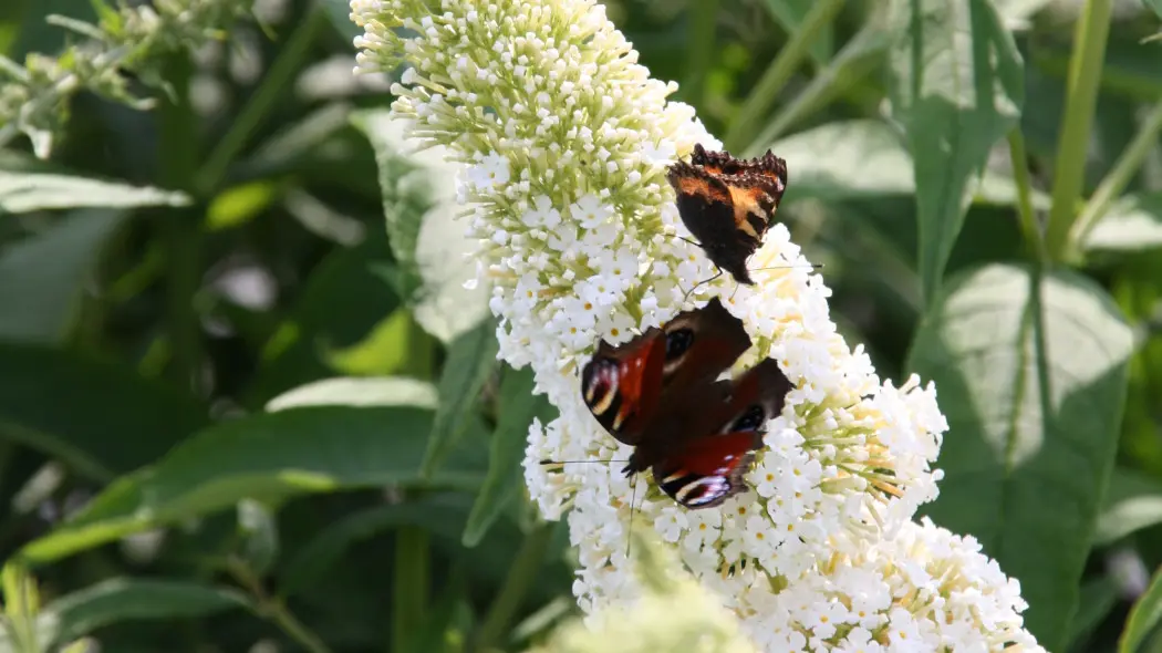 Budleja Davida 'White Profusion'