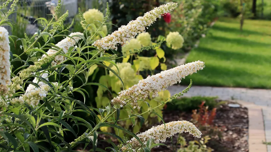 Budleja Davida 'White Profusion'
