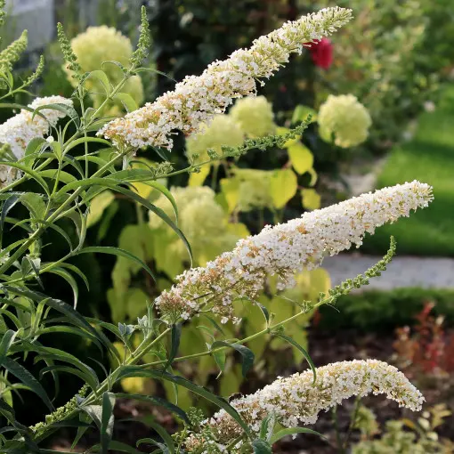 Budleja Davida 'White Profusion'