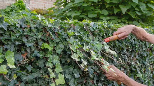 Przycinanie bluszczu w ogrodzie – kiedy i jak to robić, żeby był gęsty i zdrowy?