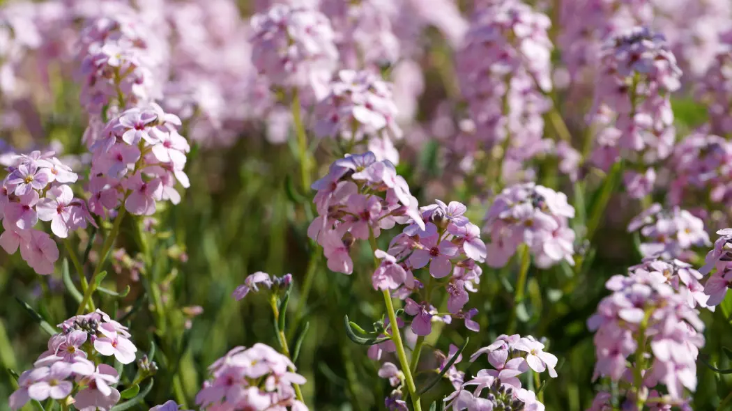 Skrzydlinka wielkokwiatowa (Aethionema grandiflorum)