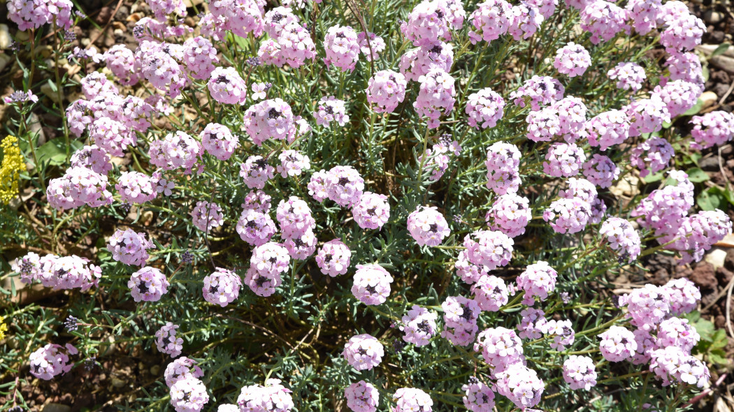 Skrzydlinka wielkokwiatowa (Aethionema grandiflorum)