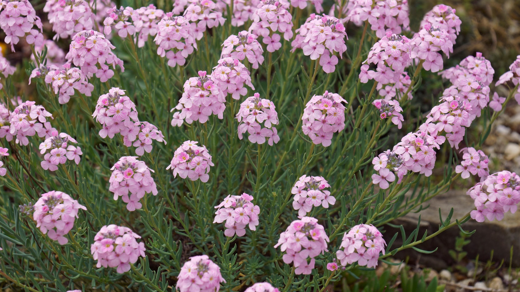 Skrzydlinka wielkokwiatowa (Aethionema grandiflorum)