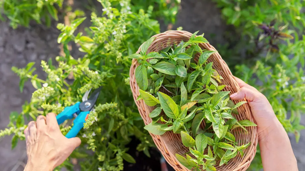 Utnij ten pęd bazylii, zanim zakwitnie – uratujesz smak i aromat na dłużej