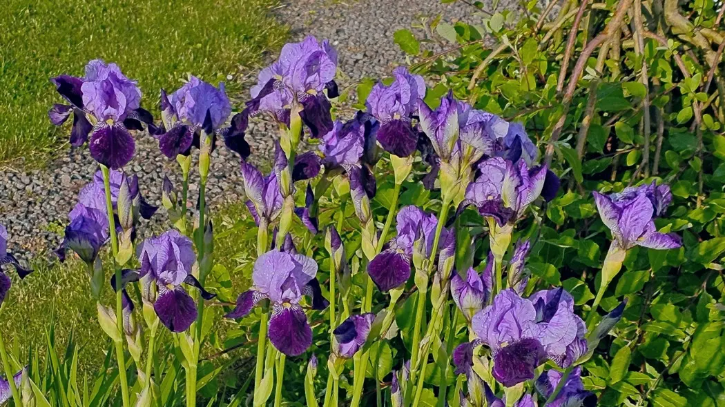 Kosaciec bródkowy (Iris × germanica)
