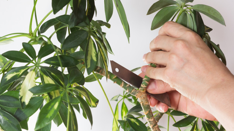 Przycinanie szeflery – kiedy i jak ciąć, by utrzymać ładny pokrój rośliny?