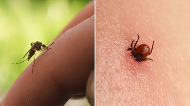 Nie daj się ugryźć! Oto najlepsza ochrona przed insektami według ekspertów