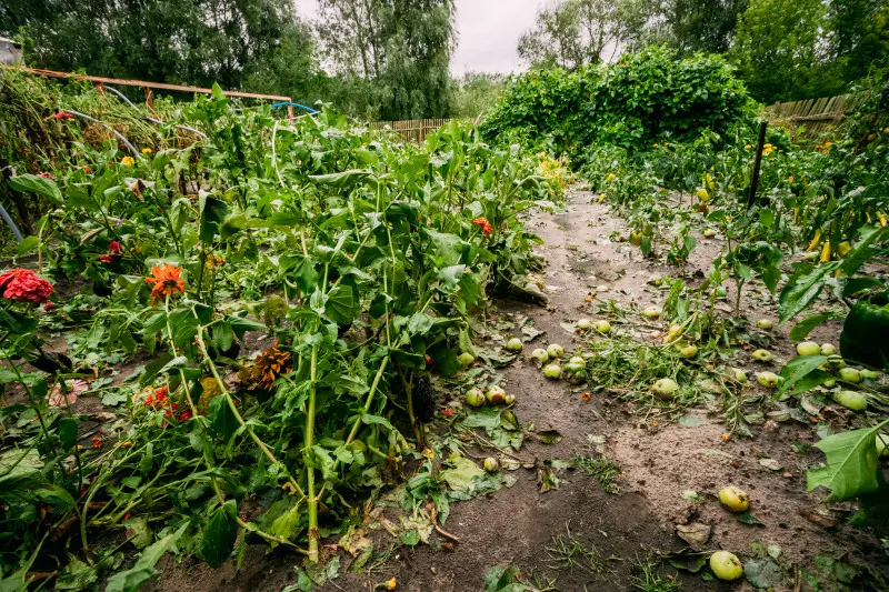 Ogród po burzy