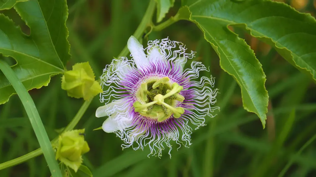 Męczennica cielista (Passiflora incarnata)