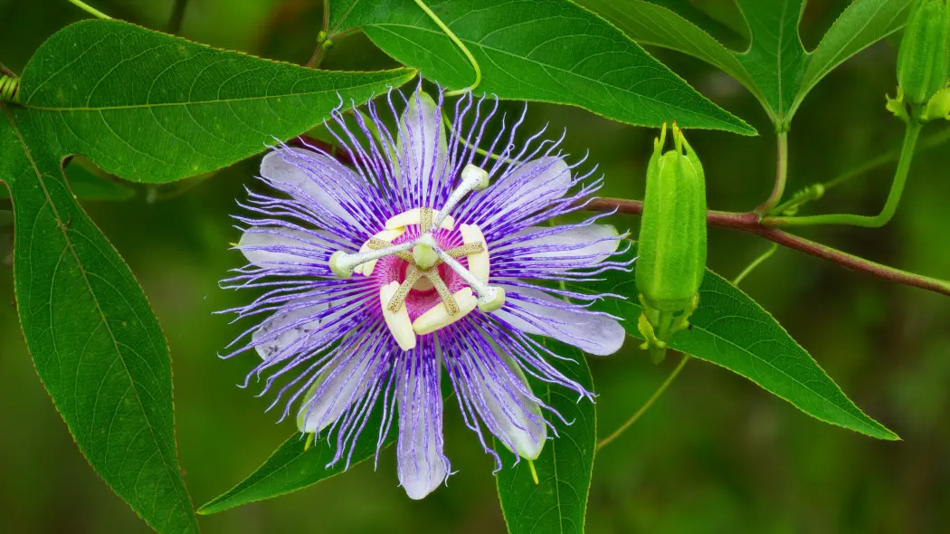 Męczennica cielista (Passiflora incarnata)