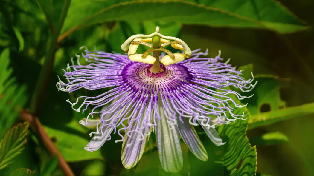 Męczennica cielista (Passiflora incarnata)