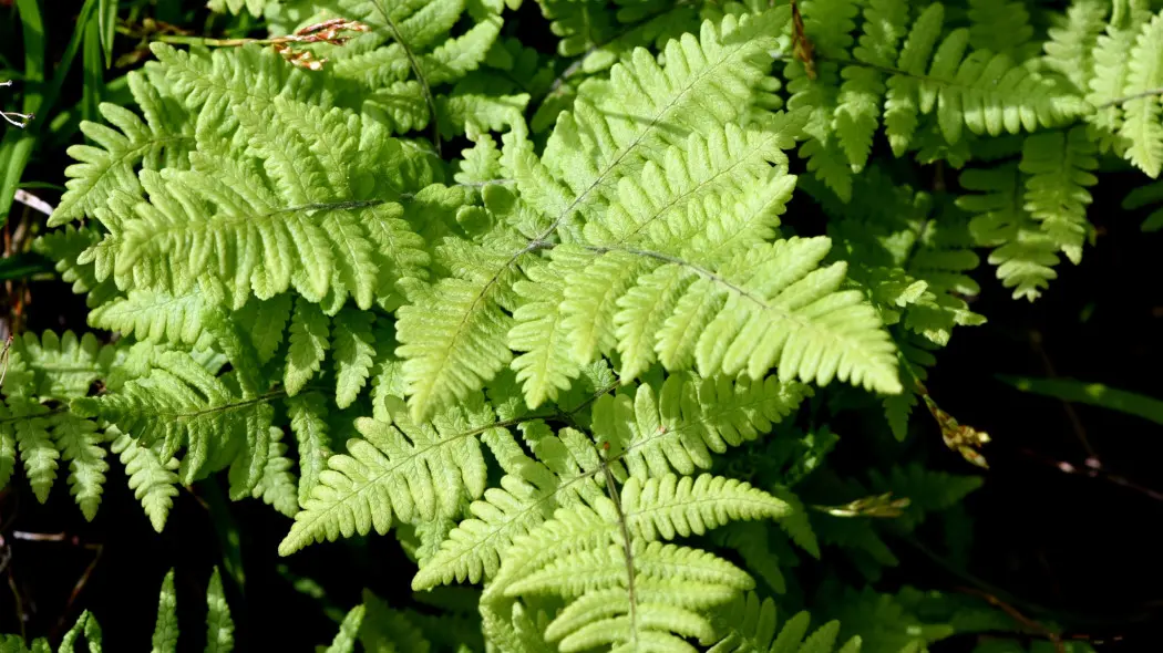 Cienistka Roberta (Gymnocarpium robertianum)
