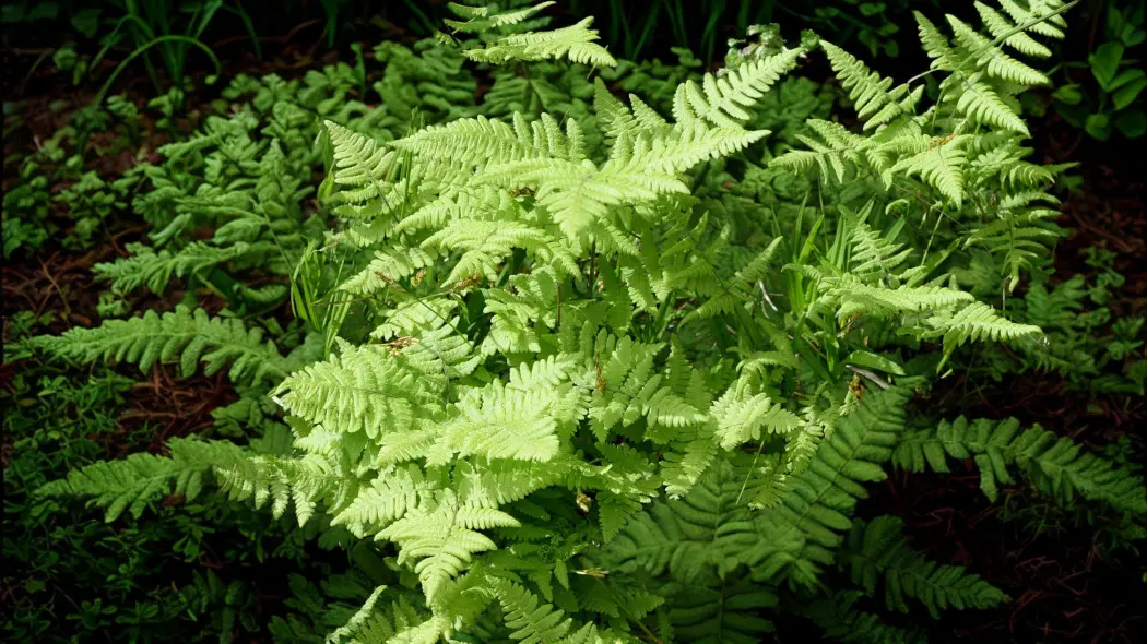 Cienistka Roberta (Gymnocarpium robertianum)