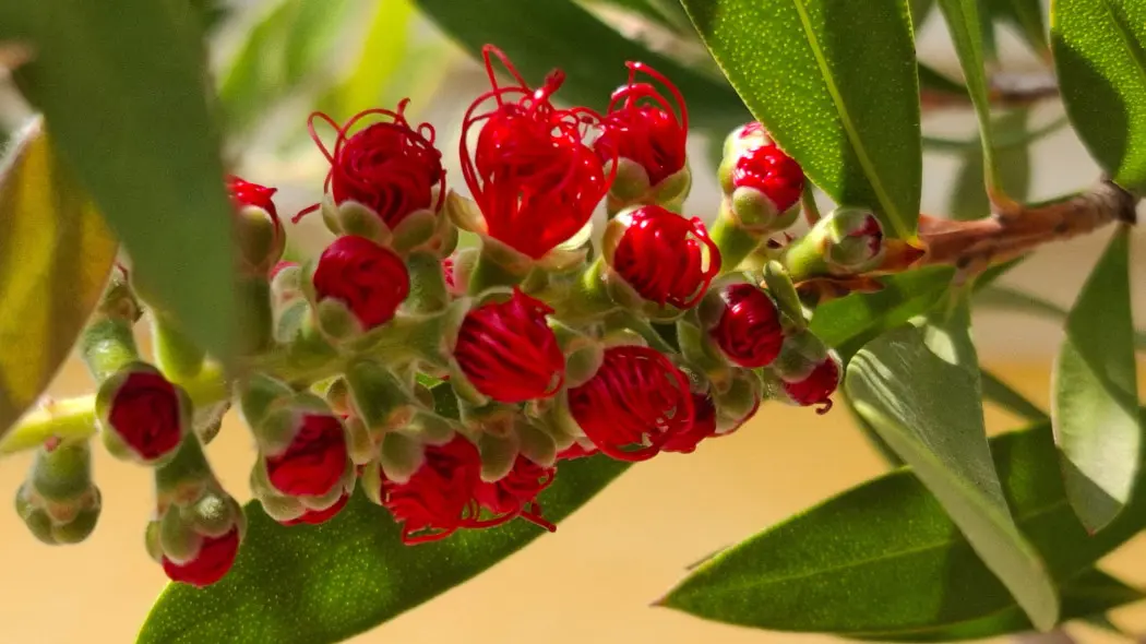 Kuflik cytrynowy (Callistemon citrinus)