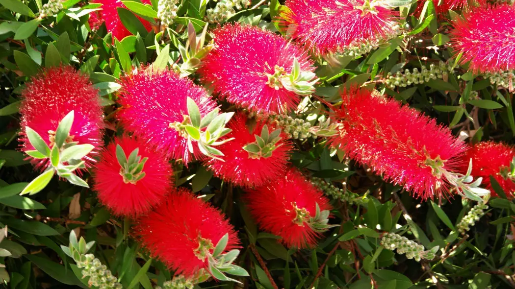 Kuflik cytrynowy (Callistemon citrinus)