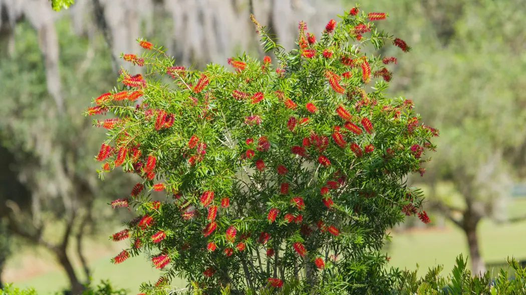 Kuflik cytrynowy (Callistemon citrinus)
