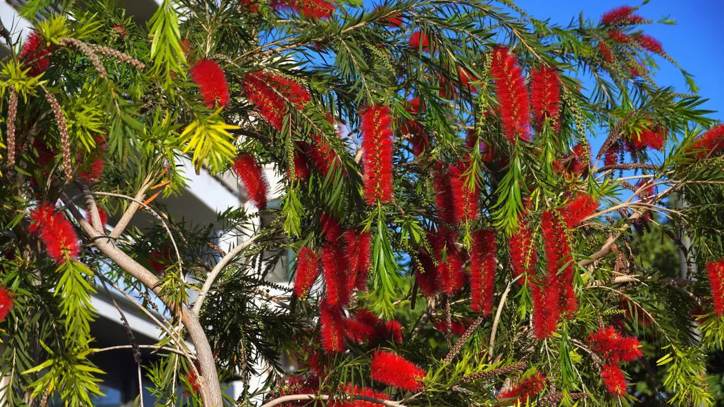 Kuflik cytrynowy (Callistemon citrinus)