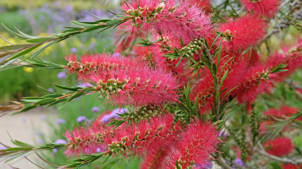 Kuflik cytrynowy (Callistemon citrinus)