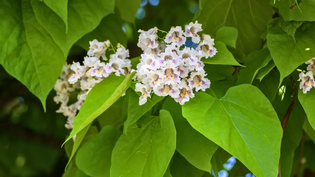 Surmia bignoniowa, katalpa zwyczajna (Catalpa bignonioides) - kwiatostan i liście