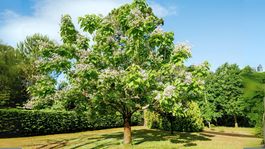 Surmia bignoniowa, katalpa zwyczajna (Catalpa bignonioides) - pokrój