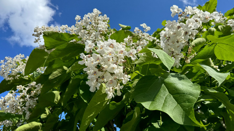 Surmia bignoniowa / Katalpa zwyczajna