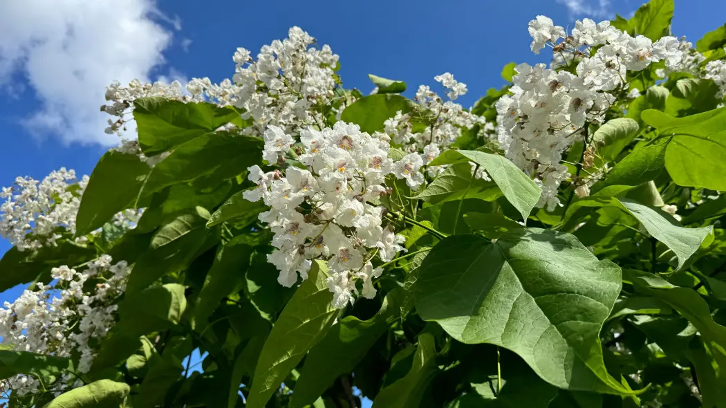 Surmia bignoniowa, katalpa zwyczajna (Catalpa bignonioides)