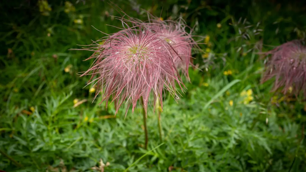 Kuklik trójkwiatowy (Geum triflorum)