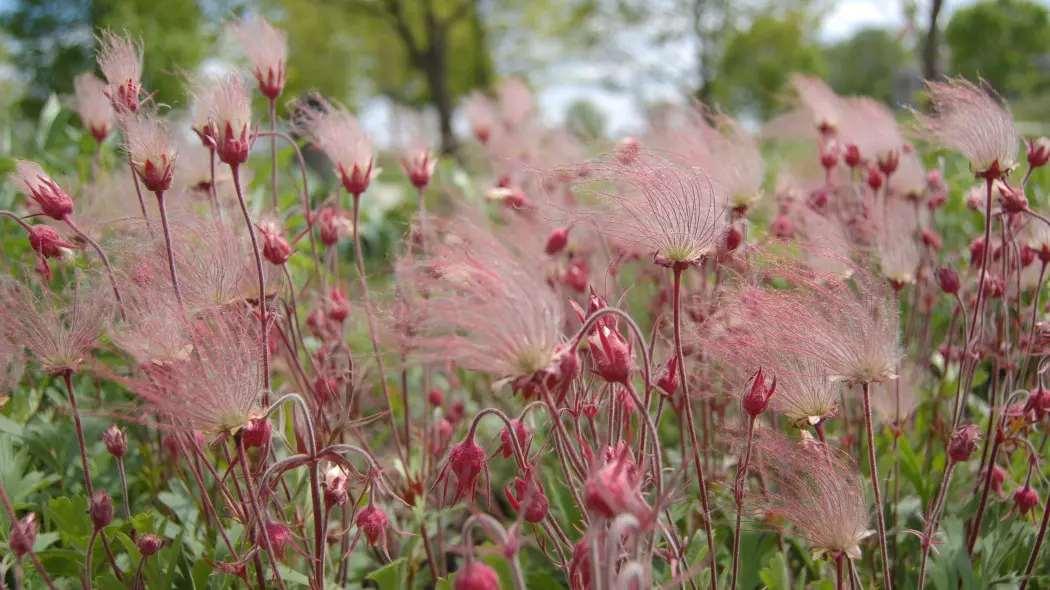 Kuklik trójkwiatowy (Geum triflorum)