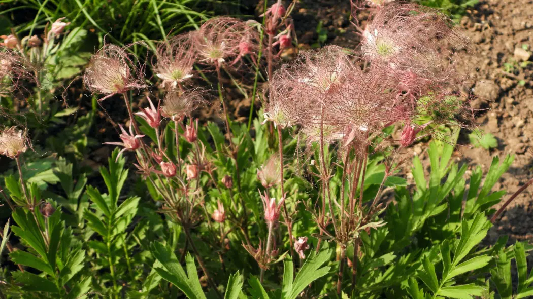 Kuklik trójkwiatowy (Geum triflorum)