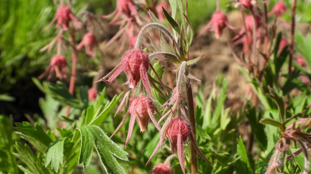 Kuklik trójkwiatowy (Geum triflorum) - kwiaty