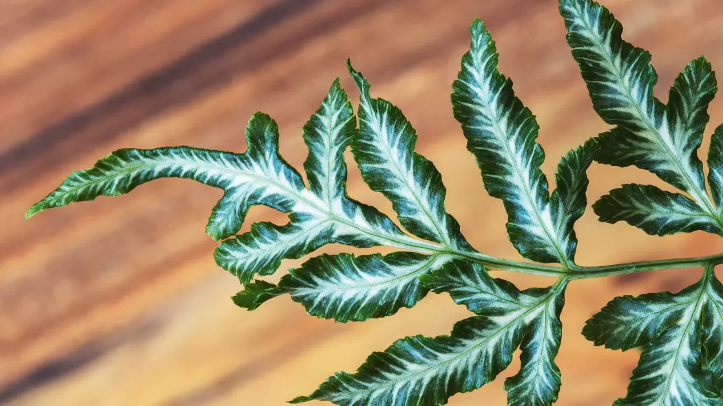 Orliczka kreteńska (Pteris cretica)