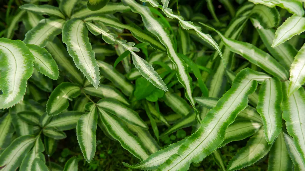 Orliczka kreteńska (Pteris cretica)