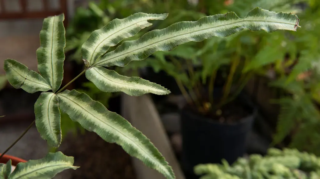 Orliczka kreteńska (Pteris cretica)