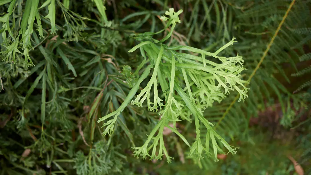 Orliczka kreteńska (Pteris cretica)