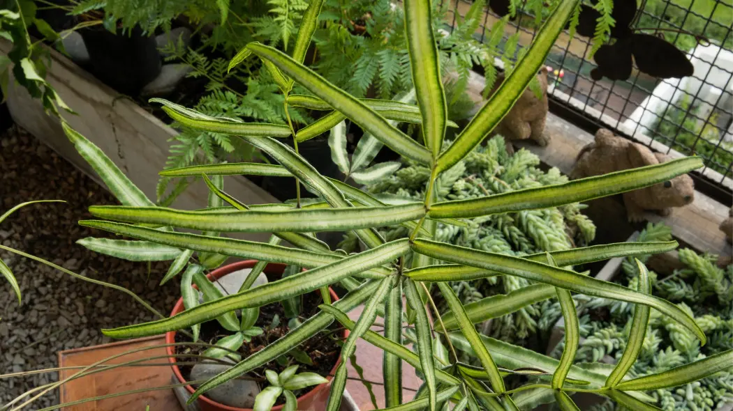 Pteris cretica Albolineata
