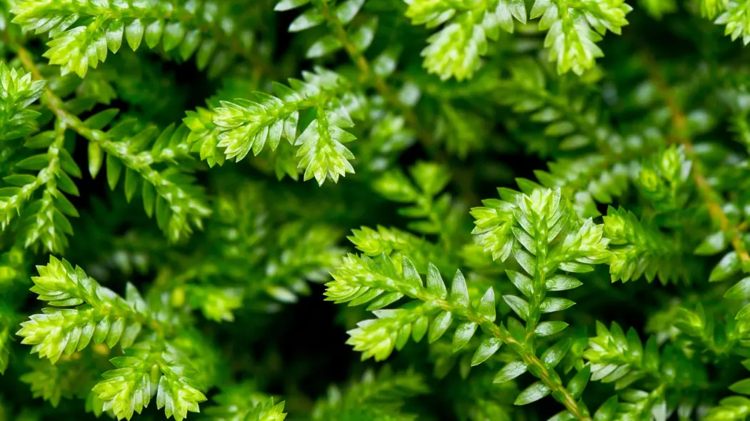 Widliczka Kraussa (Selaginella kraussiana)