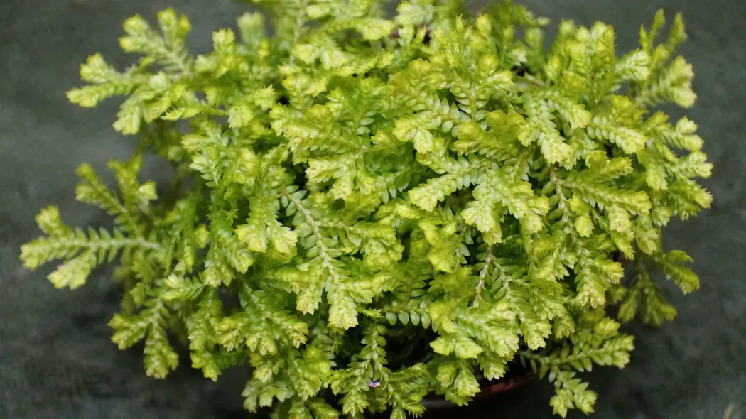 Widliczka Kraussa (Selaginella kraussiana)